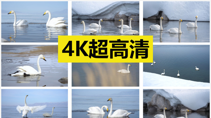 白天鹅在冰湖里 【原创4K】