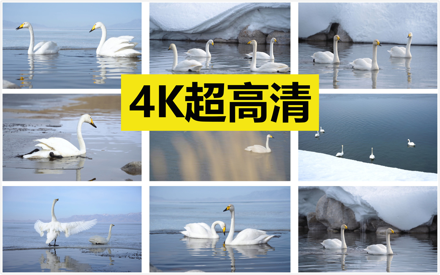 白天鹅在冰湖里 【原创4K】