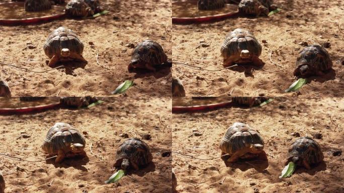 辐射龟-Astrochelys radiata-极度濒危的龟种，马达加斯加特有的，吃仙人掌叶子碎片