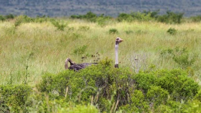 美丽的鸵鸟在非洲的草原上。生活在大自然中的动物的完美景观