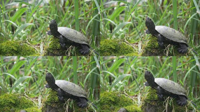 一只乌龟躺在石头上欣赏和观察环境的略微移动的镜头