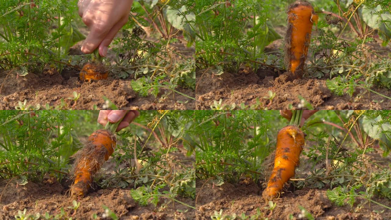 在花园里收获胡萝卜。园丁从地上拉胡萝卜，