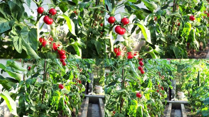 温室中新鲜成熟的红色西红柿4k视频