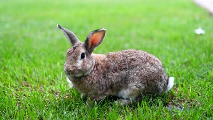 绿色花园里只有兔子。复活节的灵性动物和聪明的宠物。