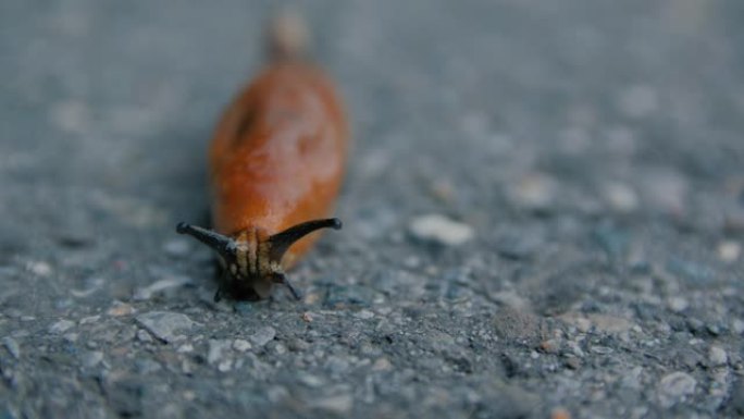 鼻涕虫在路上爬行微距实拍小虫子
