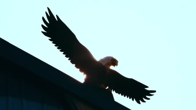 鹰煽动翅膀滑翔。美国自由象征。木制鹰