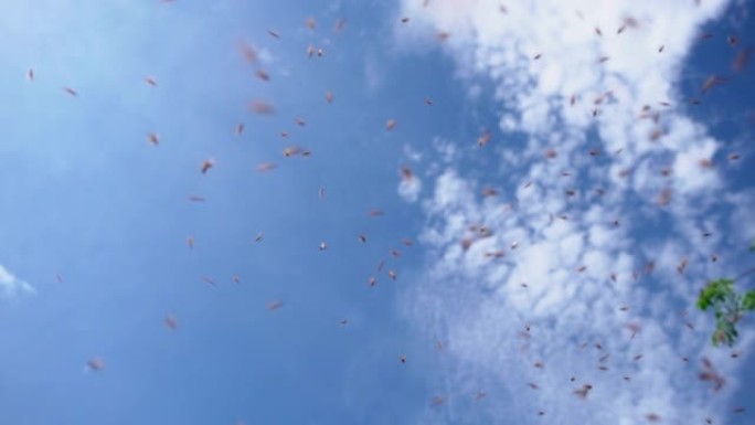 一群蜜蜂在蓝天背景上飞翔，无刺在天空中飞翔。手持镜头，慢动作