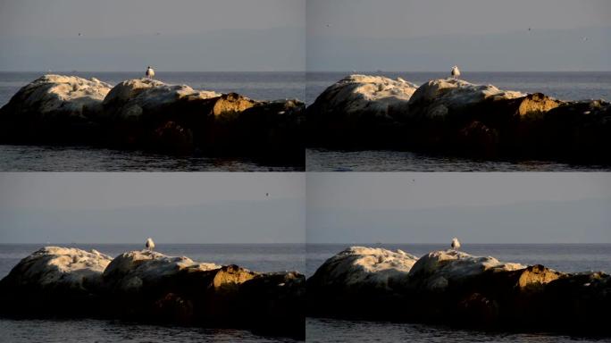 海鸥站在海中的岩石上