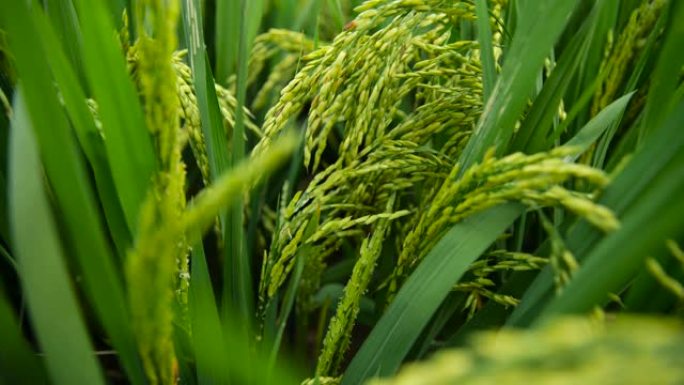 大米纤维稻谷粮食稻子实拍视频