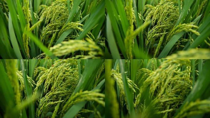 大米纤维稻谷粮食稻子实拍视频