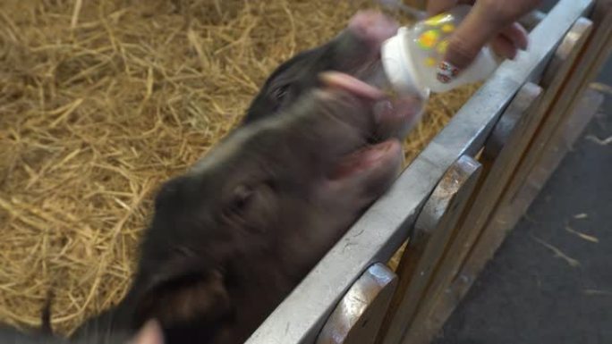 在宠物节的栅栏里喂猪。