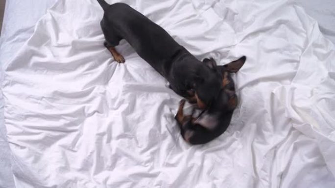 成年腊肠犬玩小狗咬和翻滚在床上，顶视图。家里的老狗和新宠物关系很好。建立等级制度、支配地位和服从地位