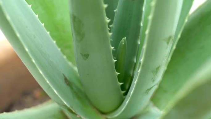 芦荟植物轮转，天然有机更新化妆品，替代药物。护肤概念。Aloevera旋转孤立在白色背景上。4k视频