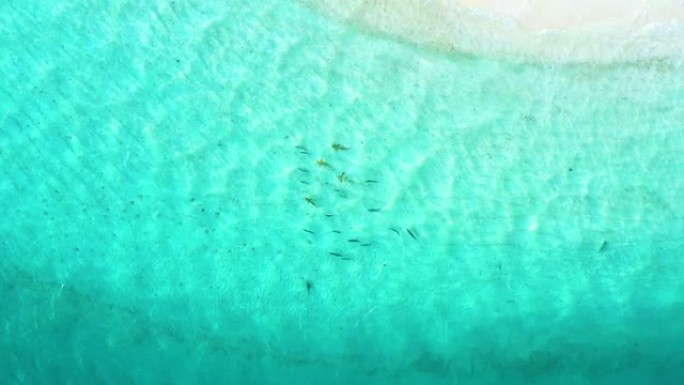 与蓝色金枪鱼共生的黑尖鲨的空中俯视图
