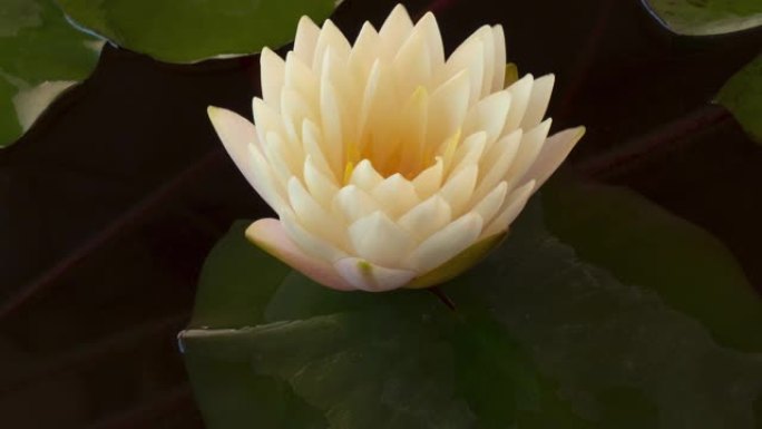白莲花睡莲花开在池塘里开花的特写时间流逝。