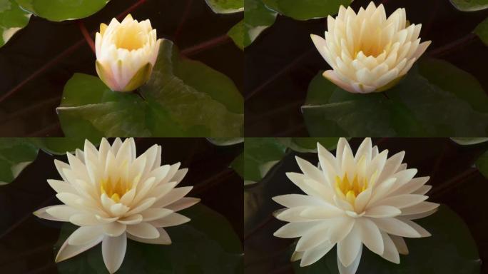 白莲花睡莲花开在池塘里开花的特写时间流逝。