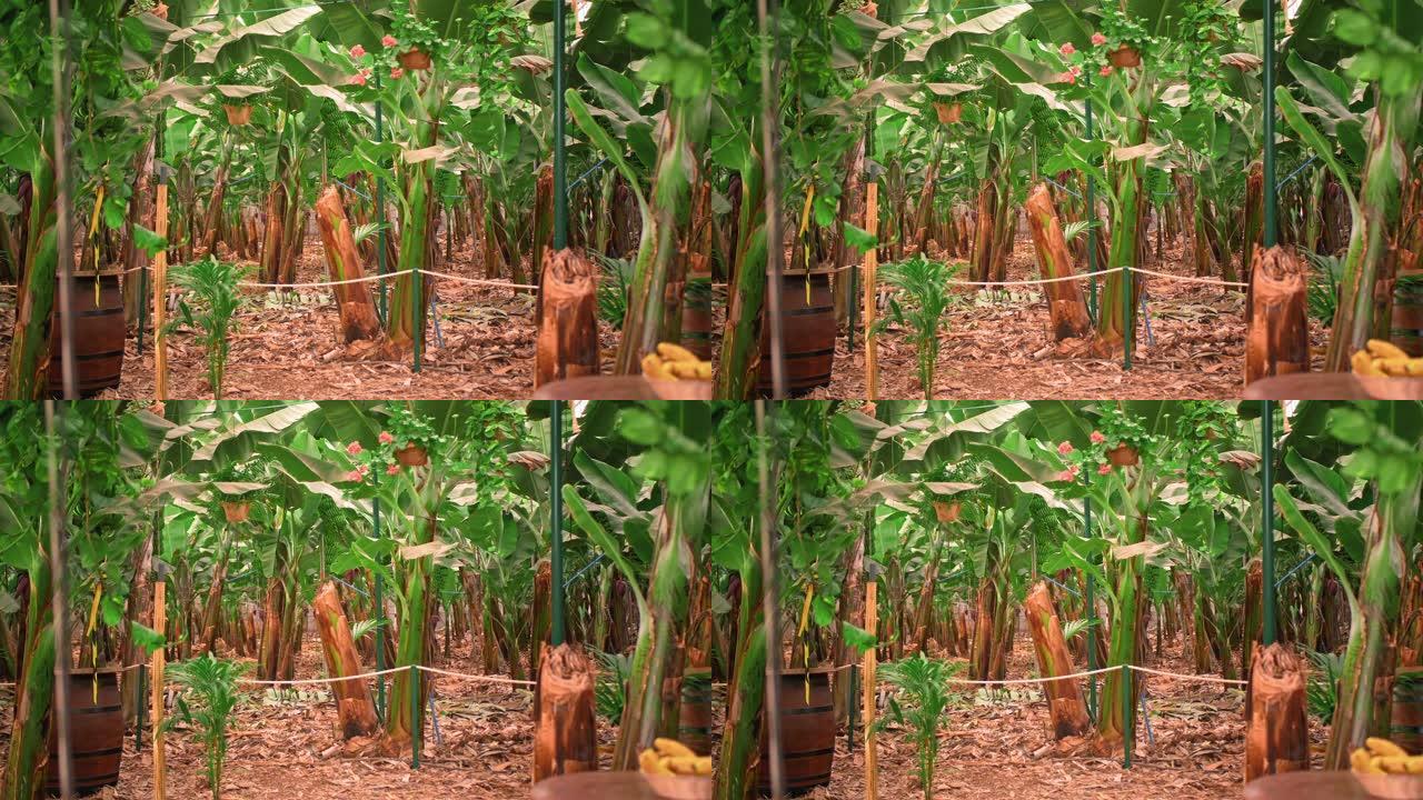 有巨大绿叶的香蕉树。香蕉种植园、有机食品和食品生产