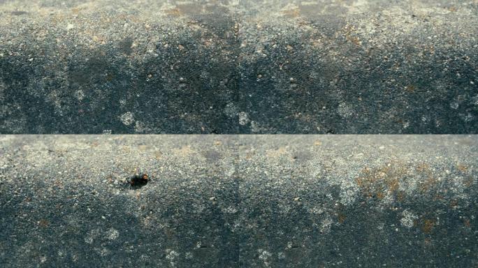 一只小蚂蚁从石墙上跑过去.