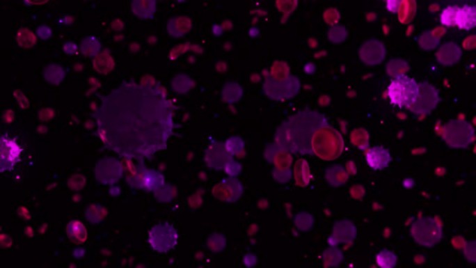 摘要红细胞中的紫色和粉红色细菌。动画。健康身体免疫系统工作流程，微生物学和科学概念，无缝循环
