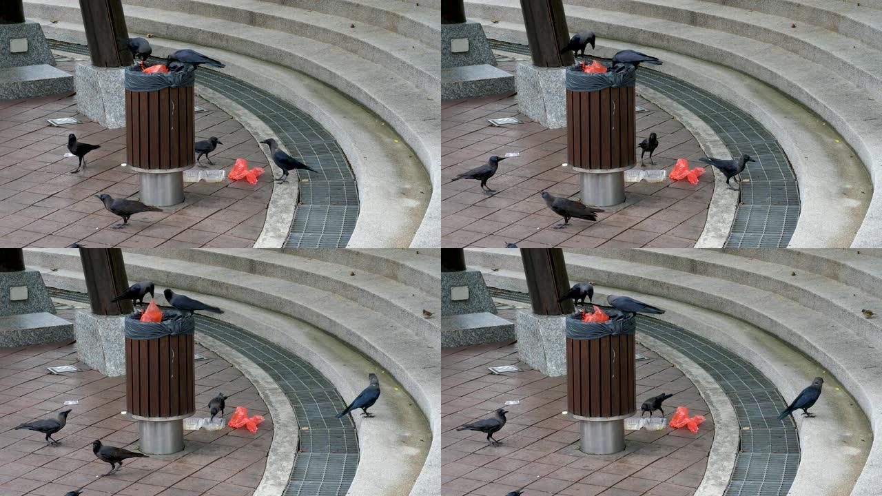 黑乌鸦从城市的垃圾桶中回收垃圾