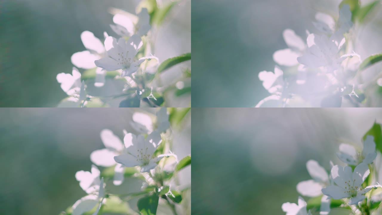 树枝上嫩白盛开的花朵的特写镜头