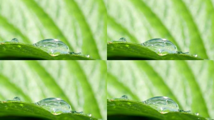 夏天的雨水落在绿叶特写的背景上