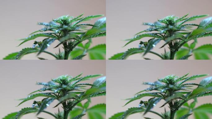 盛开的雌性大麻芽在舞厅背景下在风中生长。宏