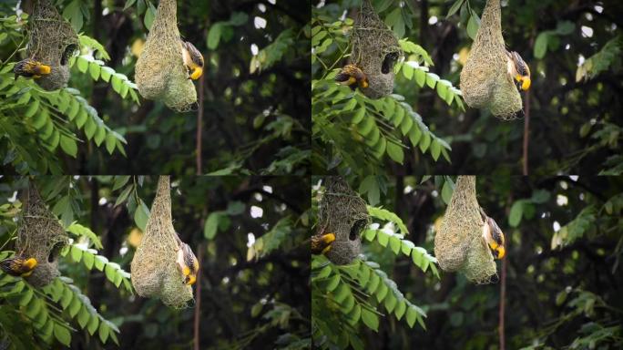 黄织鸟建筑在雨中筑巢在树枝上。