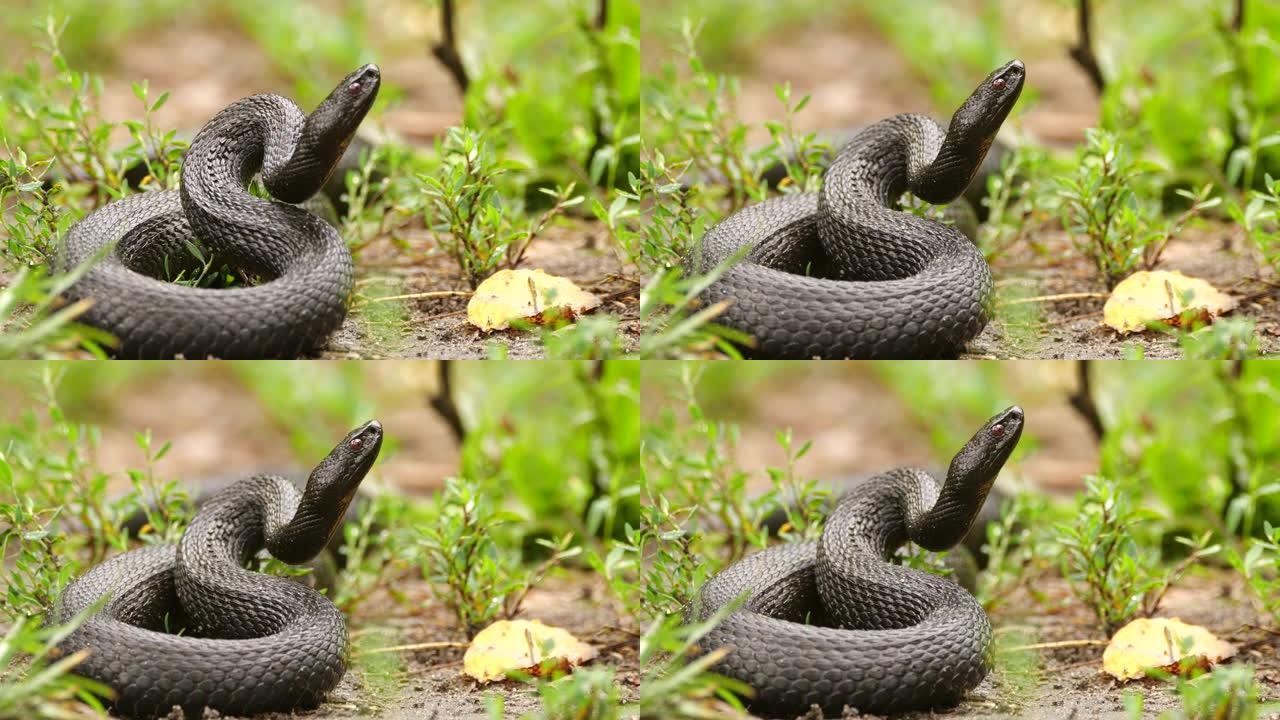 尼科尔斯基的黑毒蛇 (Vipera nikolskii) -俄罗斯