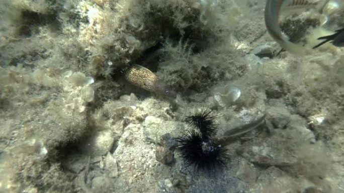地中海海鳗 (Muraena helena) 和不同种类的wrses鱼的特写，食用受伤的紫海胆 (P