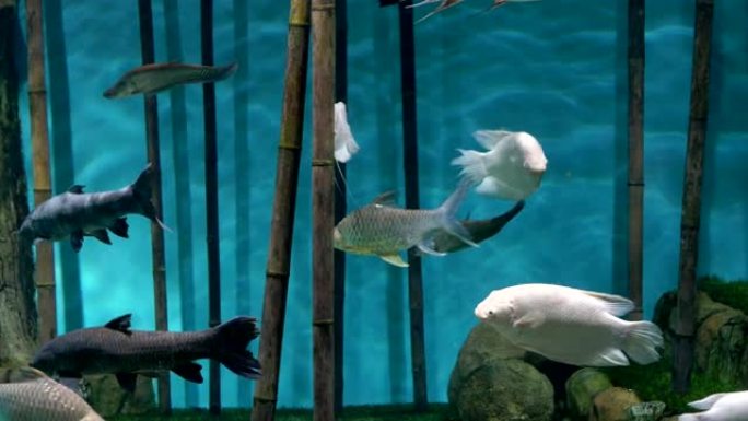 水族馆.蓝色背景.竹子.白色和灰色的鱼游泳