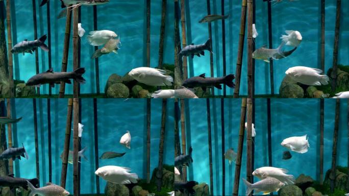 水族馆.蓝色背景.竹子.白色和灰色的鱼游泳