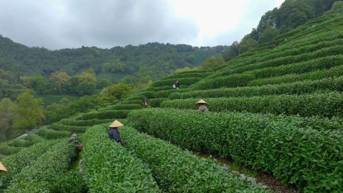 4k航拍杭州西湖龙井村茶园