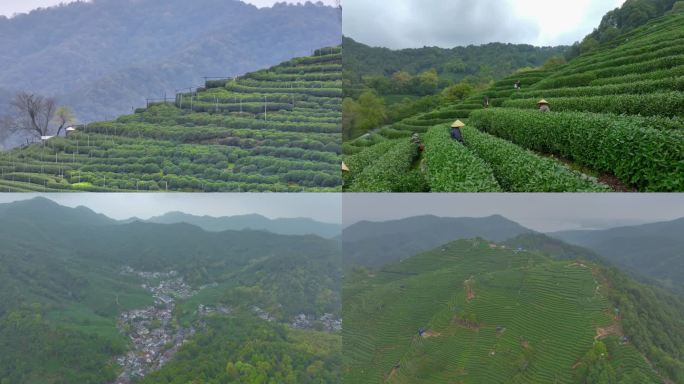 4k航拍杭州西湖龙井村茶园