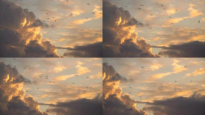 成群的海鸥飞来，美丽的云朵在日落