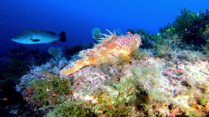 红色蝎子鱼在马略卡岛的礁石潜水中安静