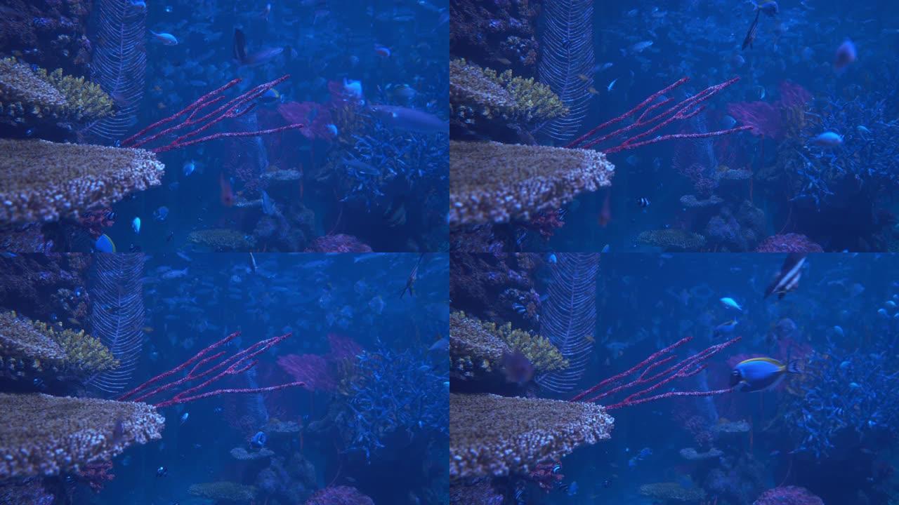 海中的红珊瑚海底鱼群海底游鱼