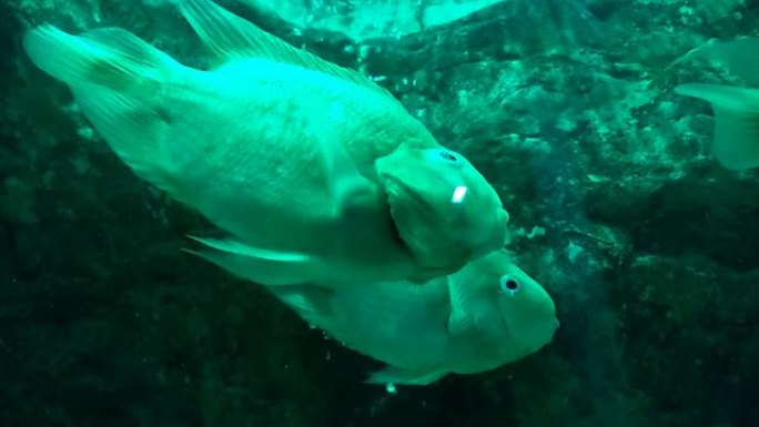 血鹦鹉慈鲷或鹦鹉慈鲷在水族馆游泳。鹦鹉鱼移动鳃的特写视图。