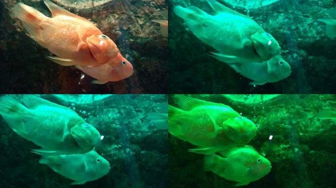 血鹦鹉慈鲷或鹦鹉慈鲷在水族馆游泳。鹦鹉鱼移动鳃的特写视图。