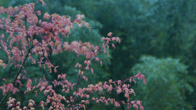 风雨中的树叶