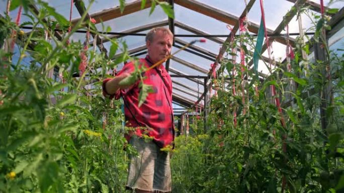 一位农民在温室里用杀虫剂喷洒西红柿。保护蔬菜免受昆虫侵害。