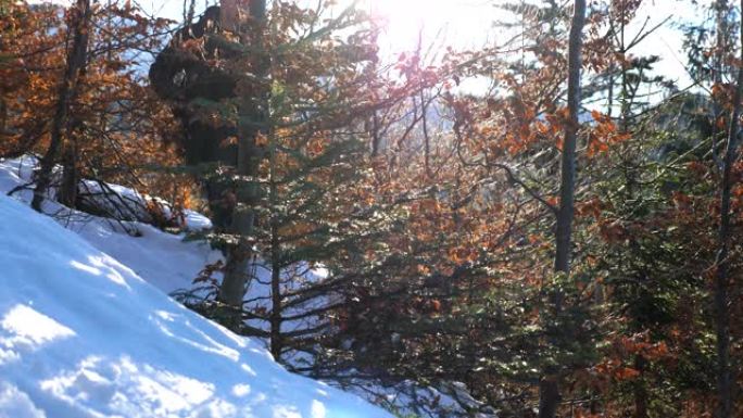 雄性徒步旅行者在雪山上穿过小云杉树。阳光明媚的时候，年轻人在雪坡上徒步旅行。背景下美丽的风景。寒假或