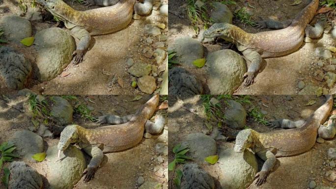 经常居住在沙子中的科莫多岛的蜥蜴