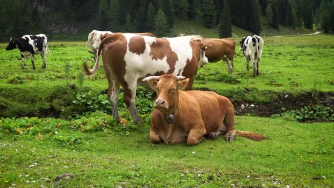 牧场上的高山奶牛养牛场放牧场大草原