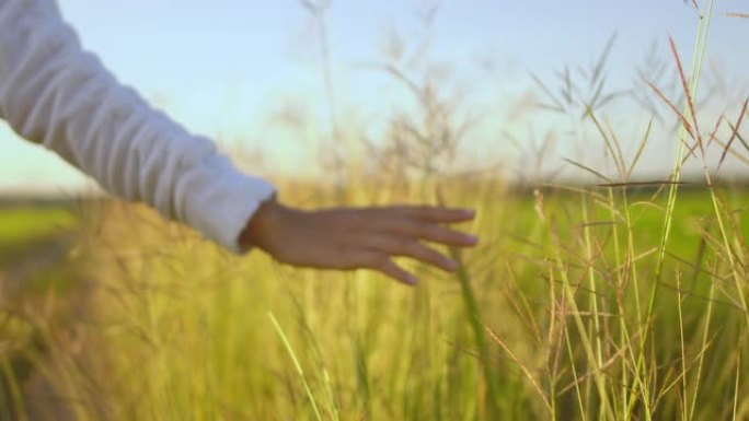 手触摸花朵慢动作抚摸植物户外散步散步散心