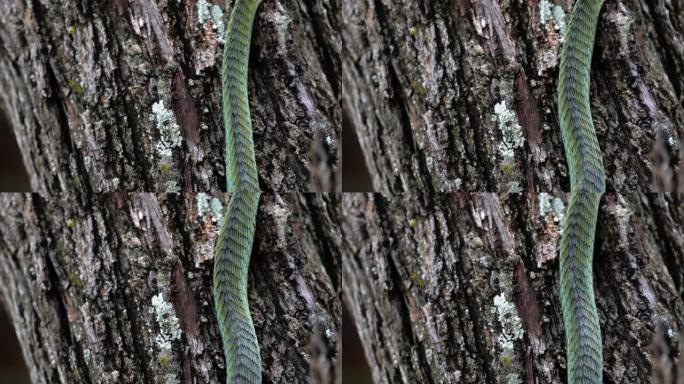 南非树上的蛇。青蛇在树枝之间爬行-特写-爬行动物概念