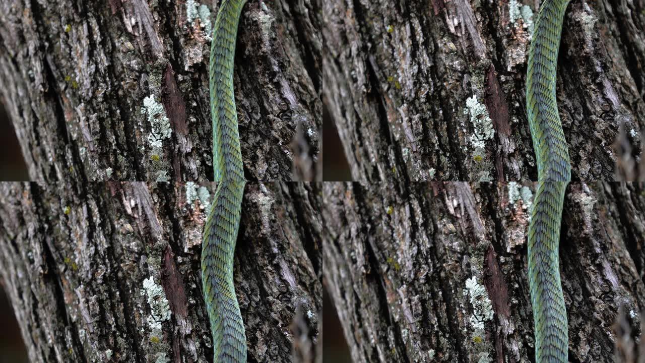 南非树上的蛇。青蛇在树枝之间爬行-特写-爬行动物概念