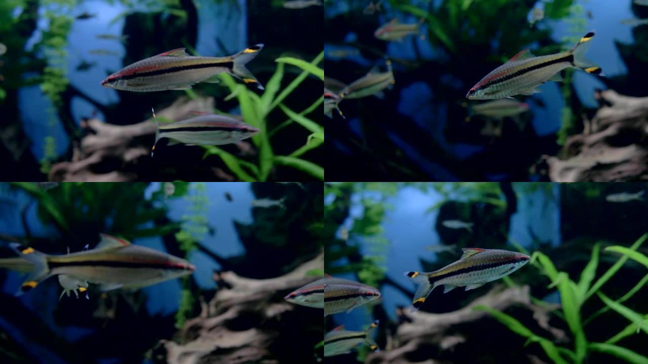 水族馆。海藻。敏捷的小银鱼游泳特写