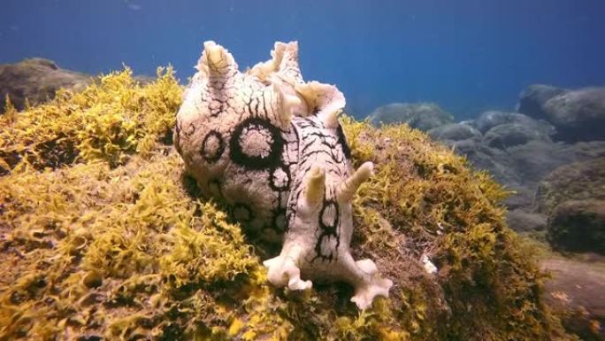 贝类白色在大西洋火山起源的底部水下发现海蛞蝓。