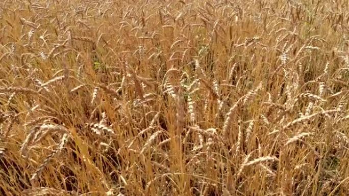 黄色的小麦茎，成熟的耳朵被风吹动